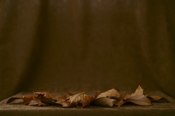Autumn neutral brown velvet background scene podium with dry leaves below.