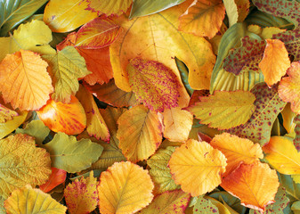 Fototapeta premium Yellow autumn leaves as a background.