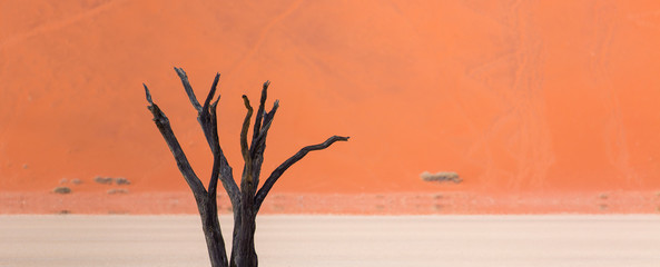 Deadvlei, Sossusvlei Salt Pan, Namib Naukluft National Park, Namibia, Africa