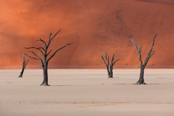 Deadvlei, Sossusvlei Salt Pan, Namib Naukluft National Park, Namibia, Africa