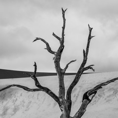 Deadvlei, Sossusvlei Salt Pan, Namib Naukluft National Park, Namibia, Africa