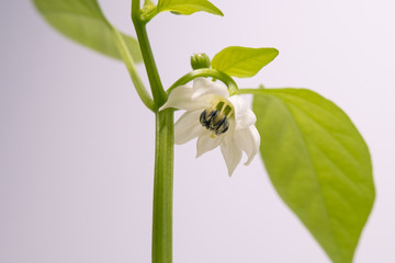 Flowering bell pepper plant. Close up with petals open