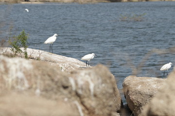 Birds on Rock