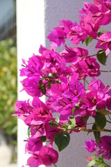 Bougainville blüht an weißer Mauer