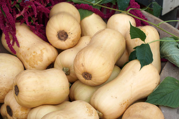 Butternut/Butternuss K&uuml;rbis