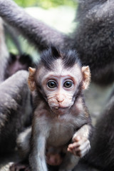 Baby Monkey