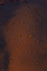 Fairy rings, also known as fairy circle, elf circle, elf ring] or pixie ring, Namib Naukluft...
