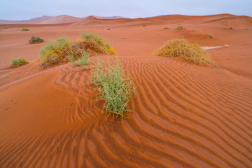 Sand Dunes, Namib Naukluft National Park, Namibia, Africa