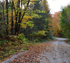 country back road drive in autumn