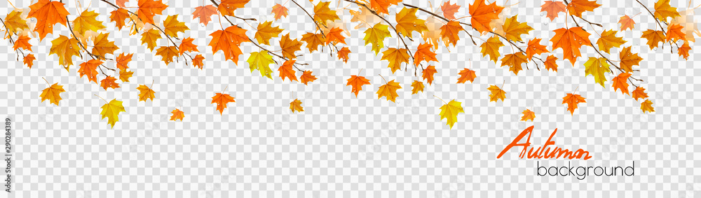 Poster nature autumn panorama with colorful leaves and raindrops on transparent background. vector