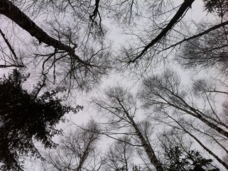 Black silhouettes of trees in the winter forest. View from below.
