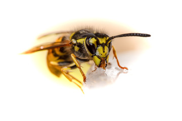 deutsche Wespe (Vespula germanica)