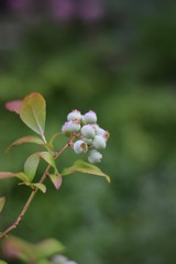 Unreife Heidelbeeren (Vaccinium myrtillus)