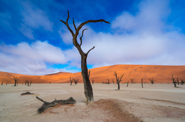 Deadvlei, Sossusvlei Salt Pan, Namib Naukluft National Park, Namibia, Africa