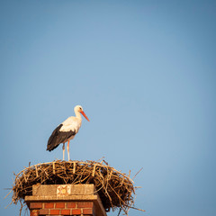 White stork in his nest on a roof