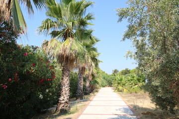 Strandpromenade in der Türkei in Side Colakli mit Bäumen und Palmen gesäumte