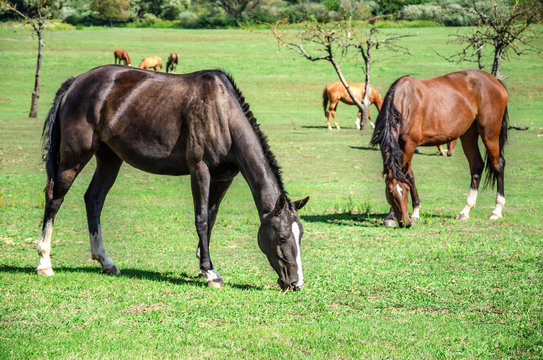 Grazing on the racehorses.