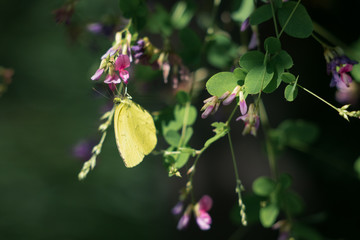 萩の花にとまる黄色い蝶（キチョウ）