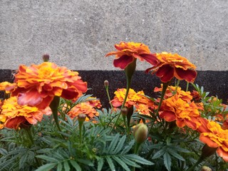 flowers in the garden