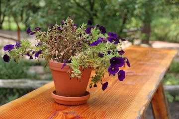 Blumentopf auf Tisch von Bierzeltgarnitur