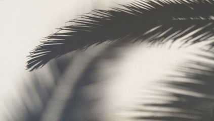 The shade of a palm tree background  