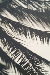 The shade of a palm tree background  