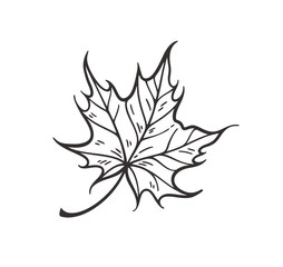 Falling leaves vector illustration. Decorative graphic black outline autumn leaves collecton isolated on white background. Hand drawn organic lines
