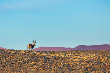 Springbok (Antidorcas marsupialis), Namib Naukluft National Park, Namibia, Africa