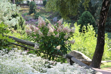Ein bunter Garten mit Hortensie im Sommer