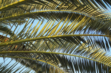 Fototapeta premium Palm tree blue sky background 