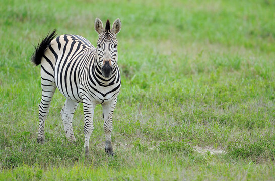 Zebra foal in green grass