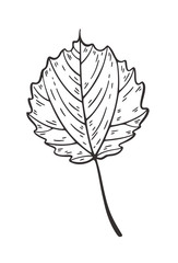 Falling leaves vector illustration. Decorative graphic black outline autumn leaves collecton isolated on white background. Hand drawn organic lines