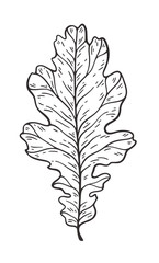 Fototapeta premium Falling leaves vector illustration. Decorative graphic black outline autumn leaves collecton isolated on white background. Hand drawn organic lines