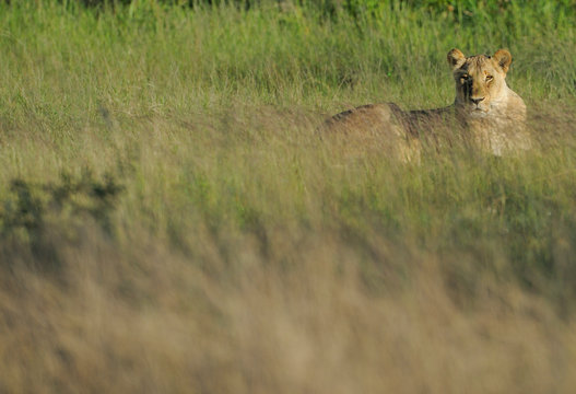 Female lion lie and rest in the grass