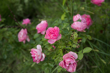 Sick rose bush, damaged by various diseases and pests