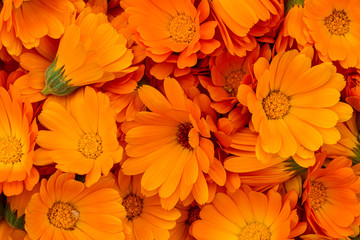 Orange calendula flowers. Bright natural background. The medicinal plant Calendula officinalis is commonly known as marigolds. - obrazy, fototapety, plakaty