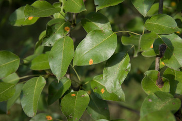 Fototapeta na wymiar Pear leaves infestated by pear rust