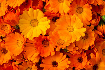 Calendula flowers. Bright natural orange  background. The medicinal plant Calendula officinalis is commonly known as marigolds. - obrazy, fototapety, plakaty