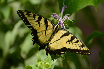 Fototapeta premium Tiger swallowtail butterfly on a purple flower