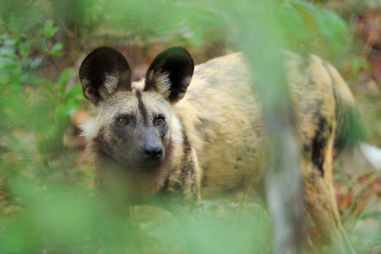 Painted dog in green vegetation