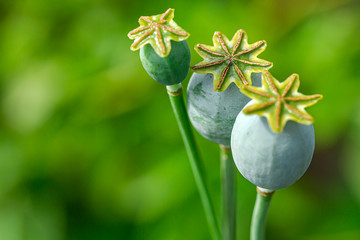 Close-up on three Poppy Capsule (Seed Pod). Shallow depth of field, summer mood, tender photo for postcards, invitations