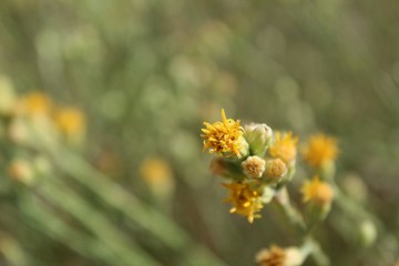 Beginning at the end of Summer in Joshua Tree National Park is this Southern Mojave Desert native commonly described as California Broomsage, botanically labeled as Lepidospartum Squamatum.