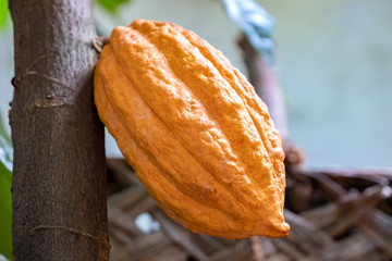Coco (chocolate tree), Theobroma cacao in Sri Lanka