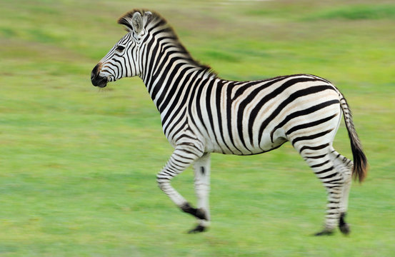 Zebra run in green grass