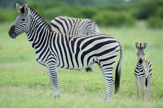 Zebra with foal