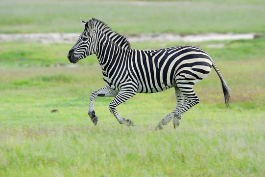 Zebra run in green grass