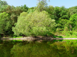 Willow on the river bank