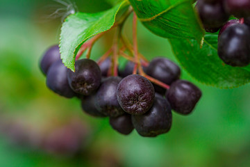 Chokeberry (Aronia melanocarpa) berry close-up, on a branch among green leaves, shallow depth of field. Autumn..