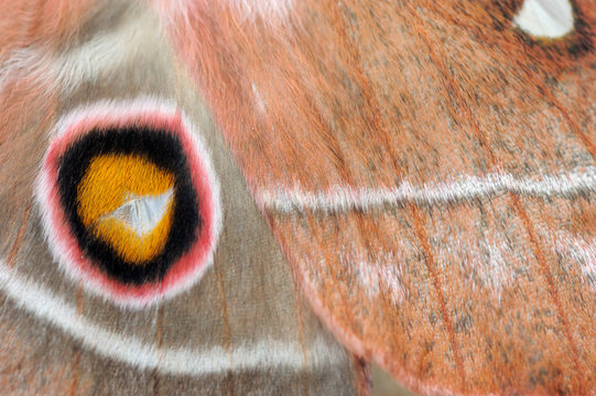 Close up of pattern on moth wings