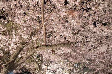 Lightup SAKURA
